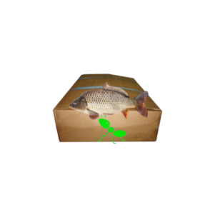 Carton de Poisson – Carpe 10KG