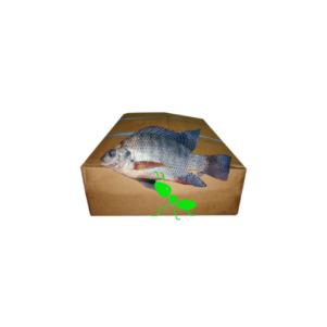 Carton de Poisson – Tilapia 10KG