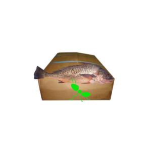 Carton de Poisson – Bar Brésilien « Corvina » 20KG