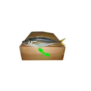 Carton de Poisson – Maquereau OYA 21KG