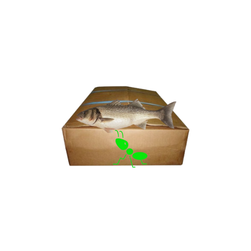 Carton de poisson bar anglais 20 kilos