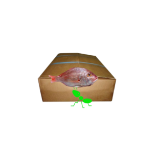 Carton de Poisson – « Moyen » Carpe Rouge 10KG