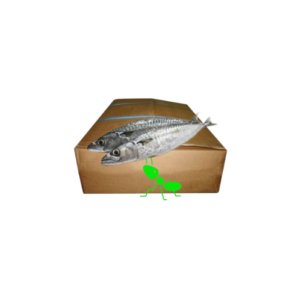 Carton de Poisson – Chinchard (Thomson) 10KG
